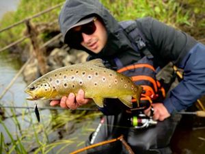 Brown Trout