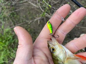 European Perch