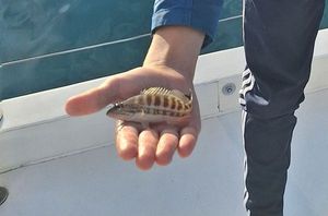 Mediterranean Rainbow Wrasse