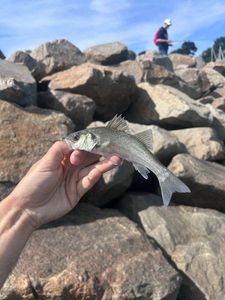 European Bass (Seabass)