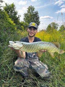 Northern Pike