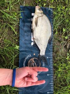 Common Bream