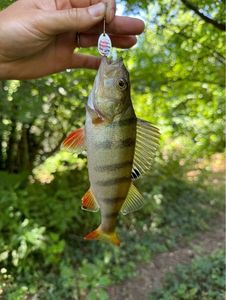 European Perch