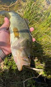 Largemouth Bass