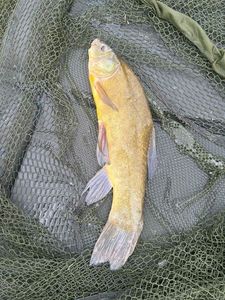 Tench