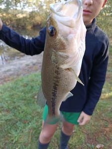 Largemouth Bass