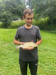 Common Bream