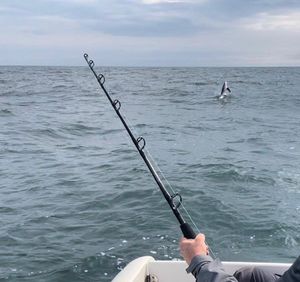 Thresher Shark