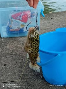 Blunthead Puffer (Balloonfish)