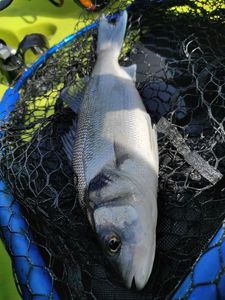 European Bass (Seabass)