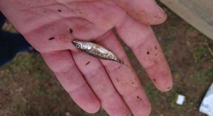 Three-spined stickleback