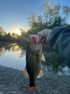 Largemouth Bass