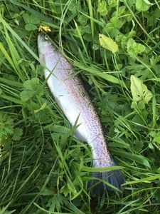 Rainbow Trout