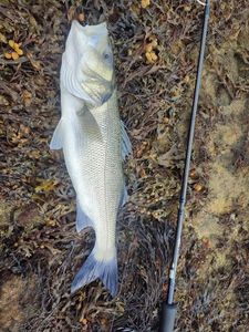 European Bass (Seabass)