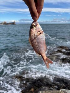 Red Porgy
