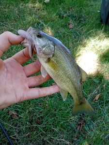 Largemouth Bass