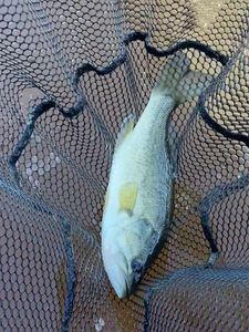 Largemouth Bass
