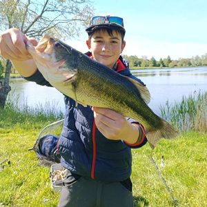 Largemouth Bass