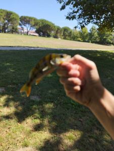 European Perch