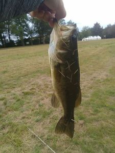 Largemouth Bass