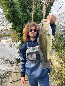 Largemouth Bass