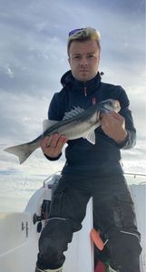 European Bass (Seabass)