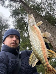 Northern Pike