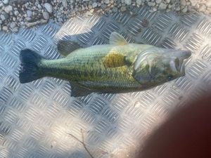 Smallmouth Bass