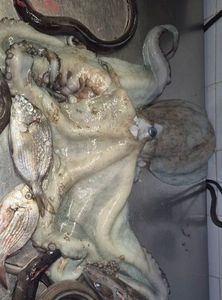 Common Octopus