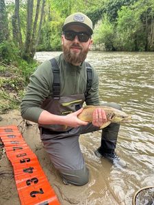 Brown Trout