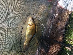 Tench