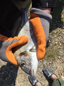 Gilthead Seabream