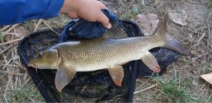 Barbel