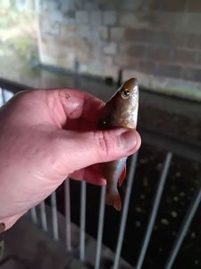 European Perch