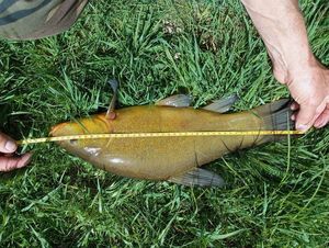 Tench