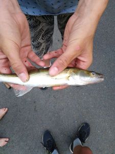 Zander