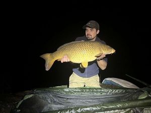 Common Carp