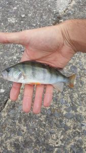 European Perch