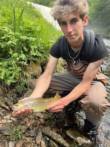 Brown Trout