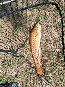 Rainbow Trout