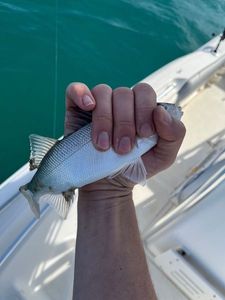 European Bass (Seabass)
