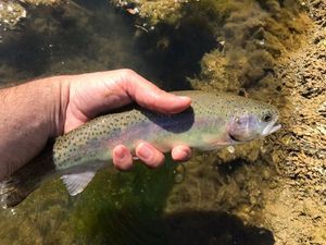 Rainbow Trout