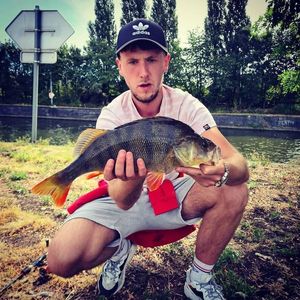 European Perch