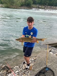 Western Balkan Barbel