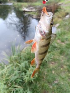 European Perch