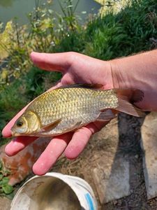 Crucian Carp
