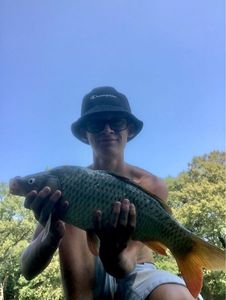 Common Carp