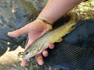 Brown Trout