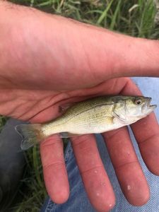 Largemouth Bass