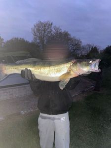 Zander
